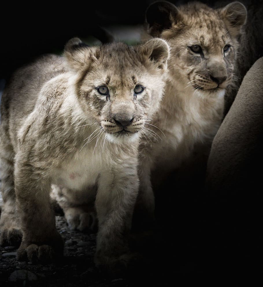 selective focus photography of two big gray cats, lion, young animals, HD wallpaper