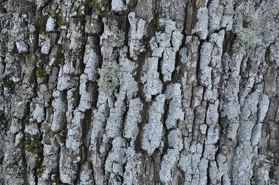 bark, tree, winter, leann, texture, tree bark, large texture HD wallpaper