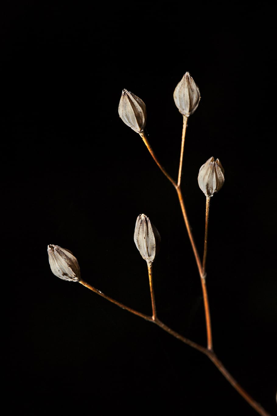 forest, macro, close up, seeds, plant, plant stem, black background HD wallpaper