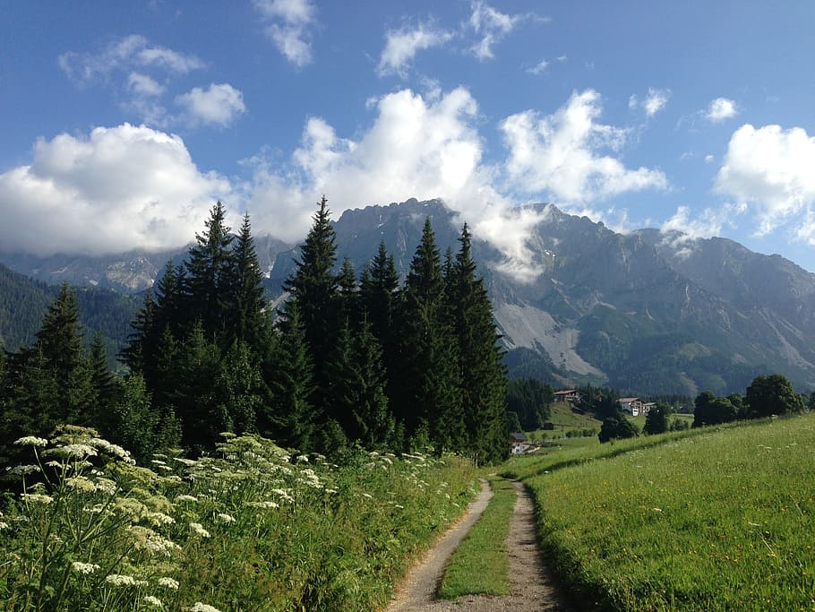 ramsau, dachstein, trail, spring, meadow, trees, mountains HD wallpaper