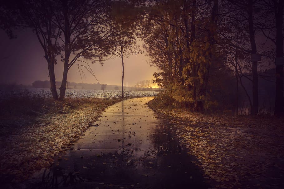 black road between trees and leaves, autumn, forest, asphalt HD wallpaper