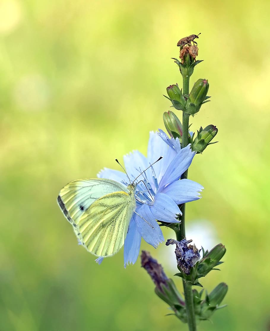 insect, nature, live, flowering plant, fragility, vulnerability HD wallpaper