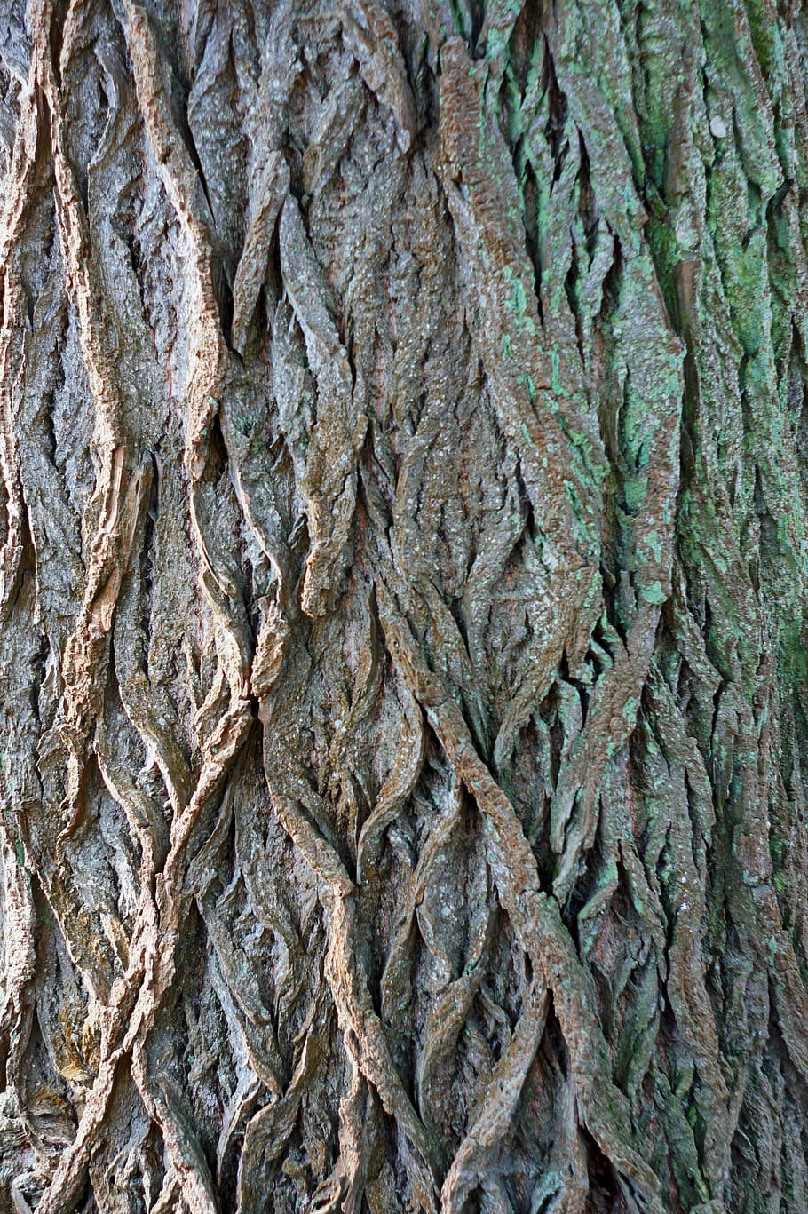 tree, bark, diamonds, green, brown, sun, shadow, log, nature HD wallpaper