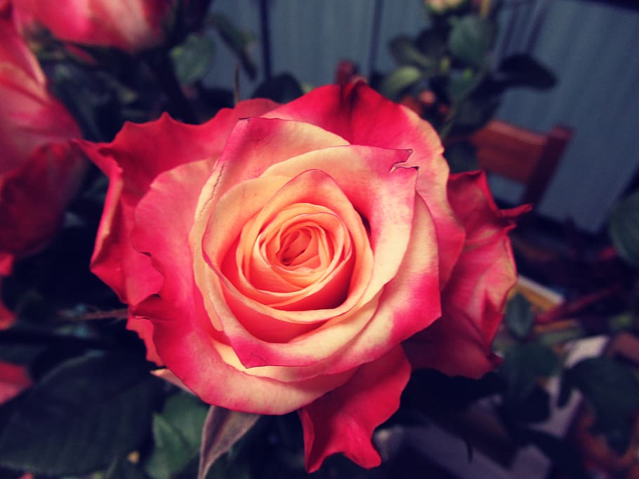 Shallow Focus Photography of Red Flower, affection, beautiful HD wallpaper
