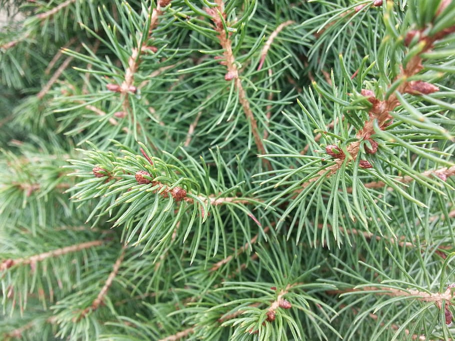 pine, evergreen, tree, christmas, conifer, green color, plant HD wallpaper