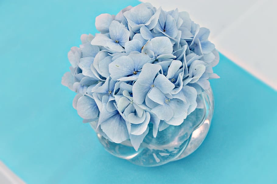 blue hydrangea flower arrangement, table decoration, plant HD wallpaper
