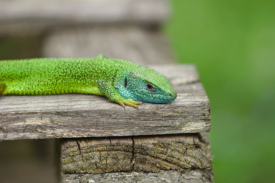 grasshopper, green, almost, animals, creature, green color HD wallpaper