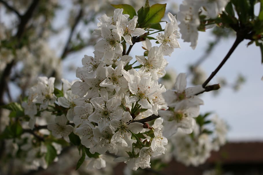 Cherry, Blossom, Bloom, Fruit Tree, flower, nature, growth HD wallpaper