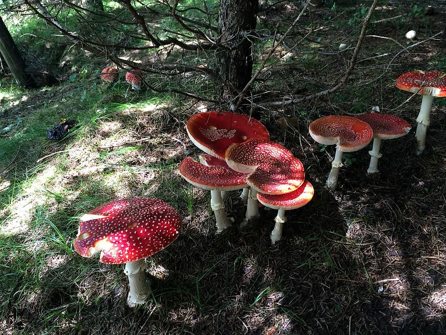 Mountain, Dolomites, Summer, mushroom, fungus, red, nature HD wallpaper