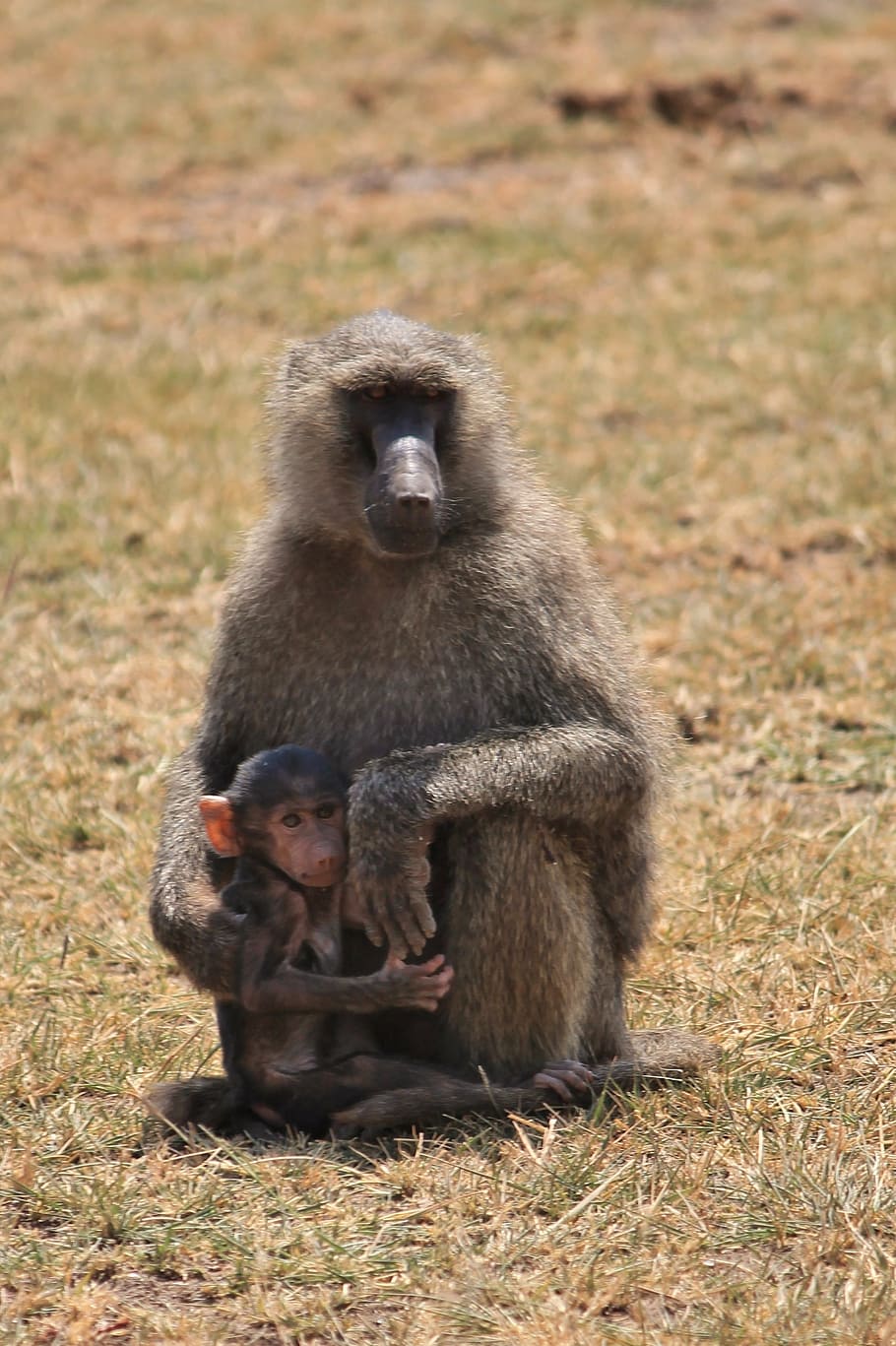baboon, animals, africa, wildlife, mammal, primate, monkey HD wallpaper