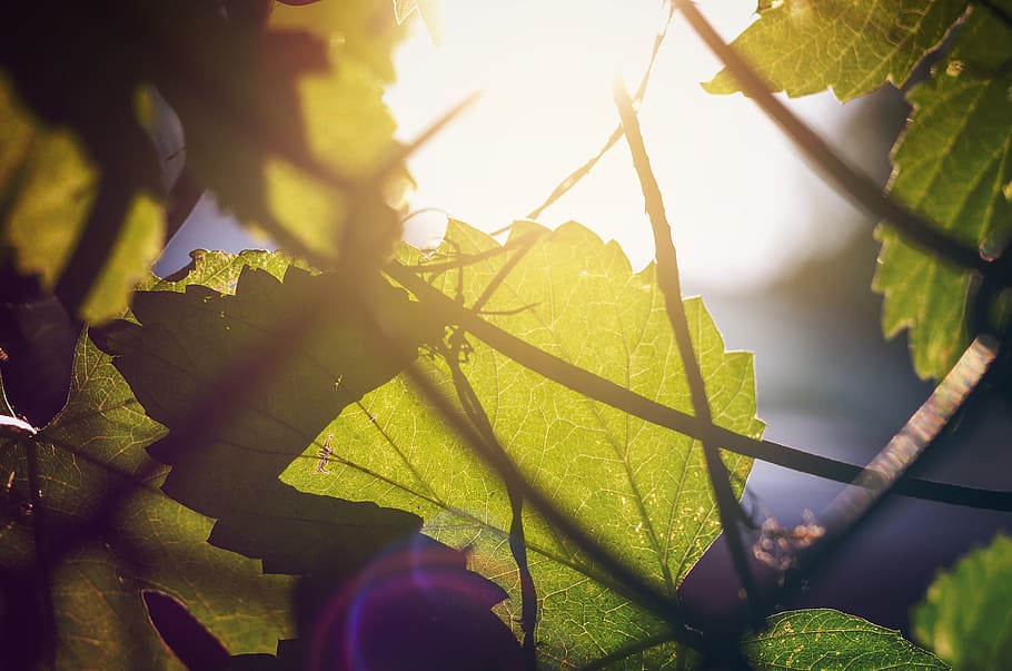 light, sun, leaf, tree, summer, nature, sunlight, sunny, outdoor lighting HD wallpaper