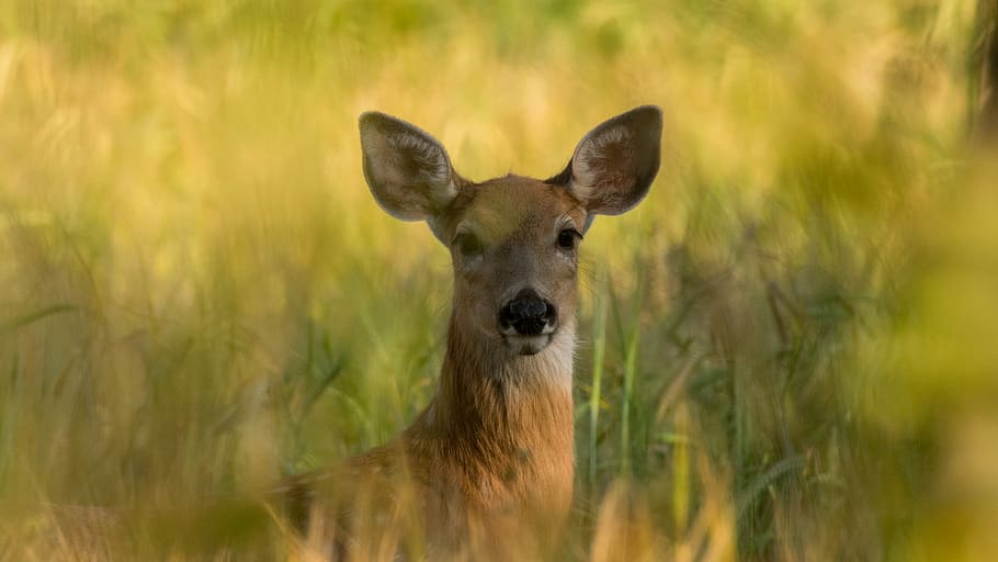 selective focus photography of brown deer, brown deer in grass field