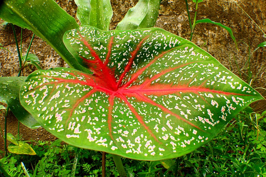 Caladium, Tajá, Taiá, Plant, caládio, ornamental plant, toxic, HD wallpaper