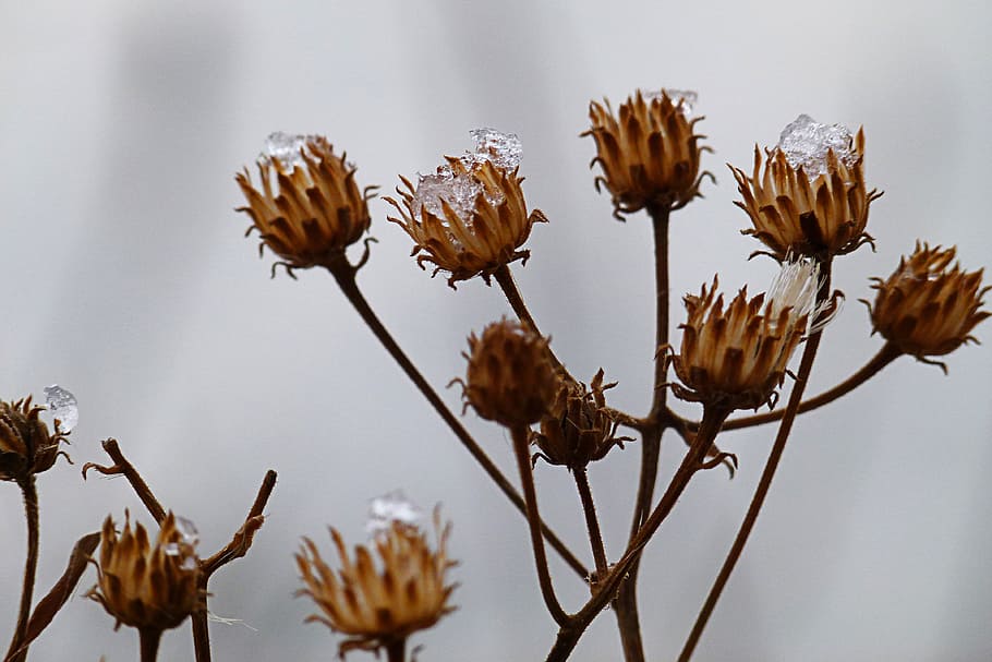 Dry, Plant, Winter, Cold, Close-Up, wintry, nature, zing, flower HD wallpaper
