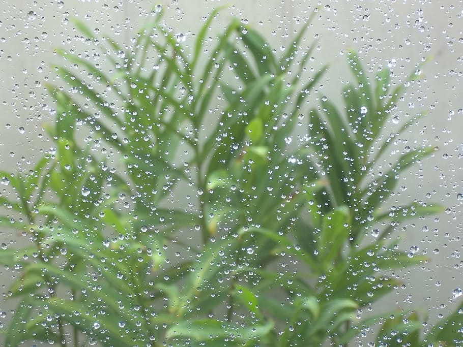 Drops, Vase, Nature, Plant, Garden, rain, drip, green, window HD wallpaper
