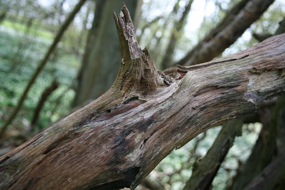 1284x2778px | free download | HD wallpaper: log, wood, tree, branch