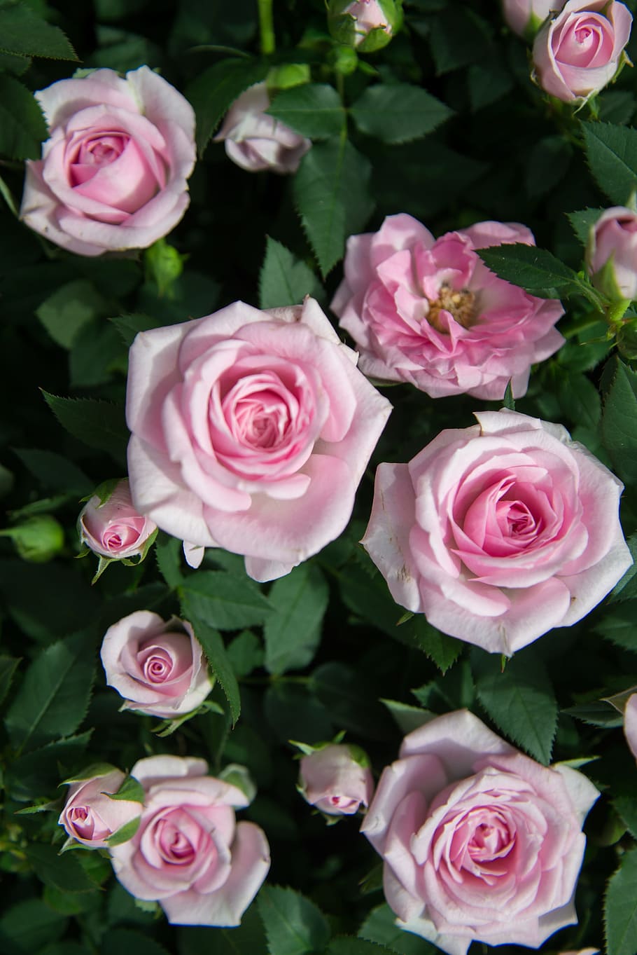 Close Up Photography of Pink Roses Under Sunny Sky, anniversary HD wallpaper