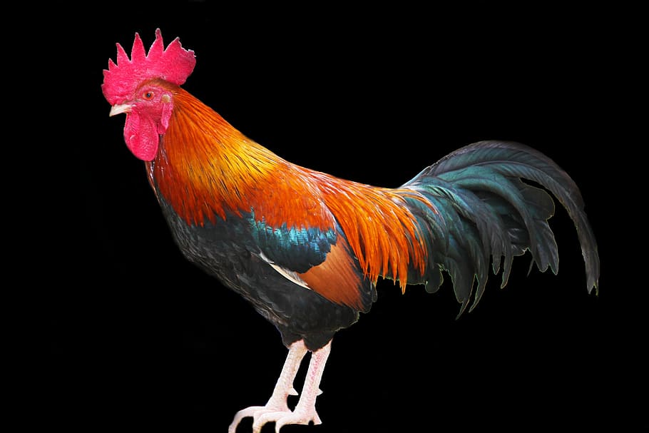 red, black, and orange rooster, red rooster, chicken, cockerel, HD wallpaper