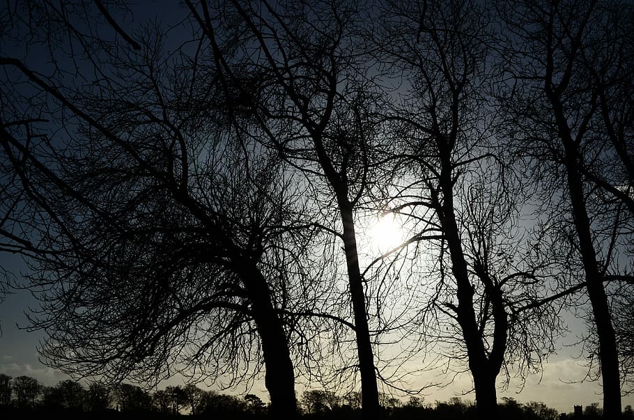 Tree, Sun, Nature, Background, Light, effects, bare tree, silhouette HD wallpaper