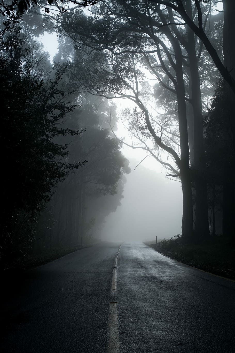 gray road in between trees in grayscale photography, gray concrete road near trees HD wallpaper