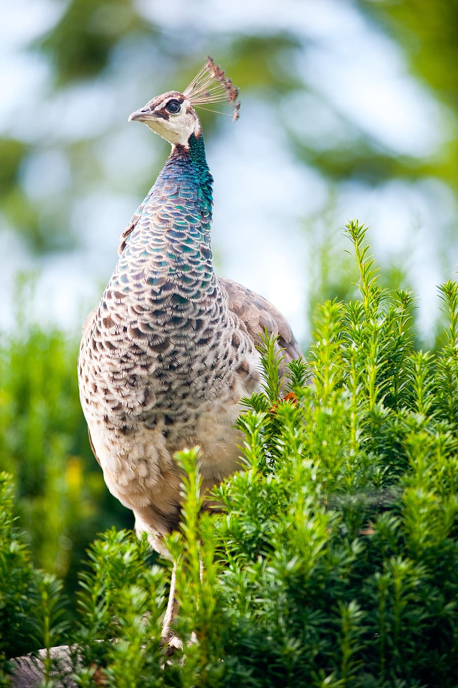 brown and teal peafowl beside green grass, peacock, colours HD wallpaper