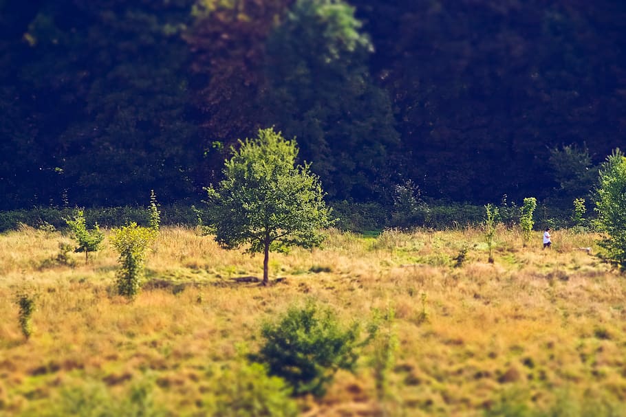 tree, forest, nature, landscape, mood, forests, sunlight, morgenstimmung HD wallpaper