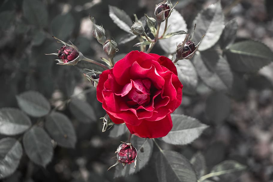selective color photography of red rose flower, cluster, bud HD wallpaper