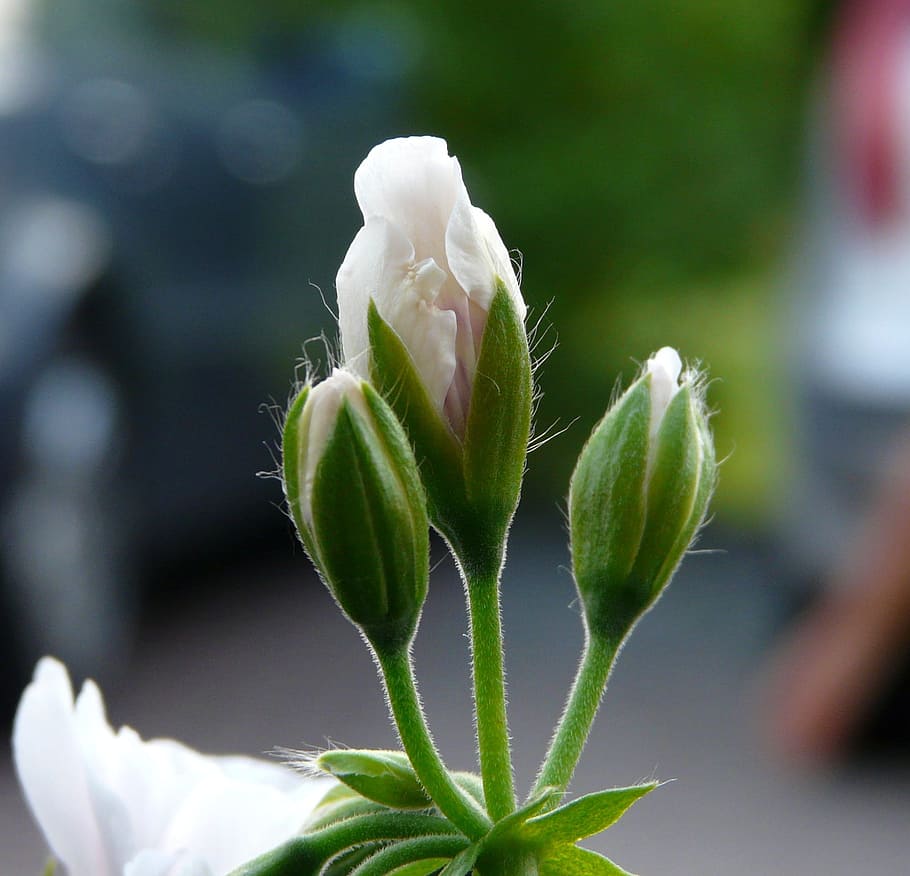 Flower, Bud, Close, Macro, growth, plant, close-up, focus on foreground HD wallpaper