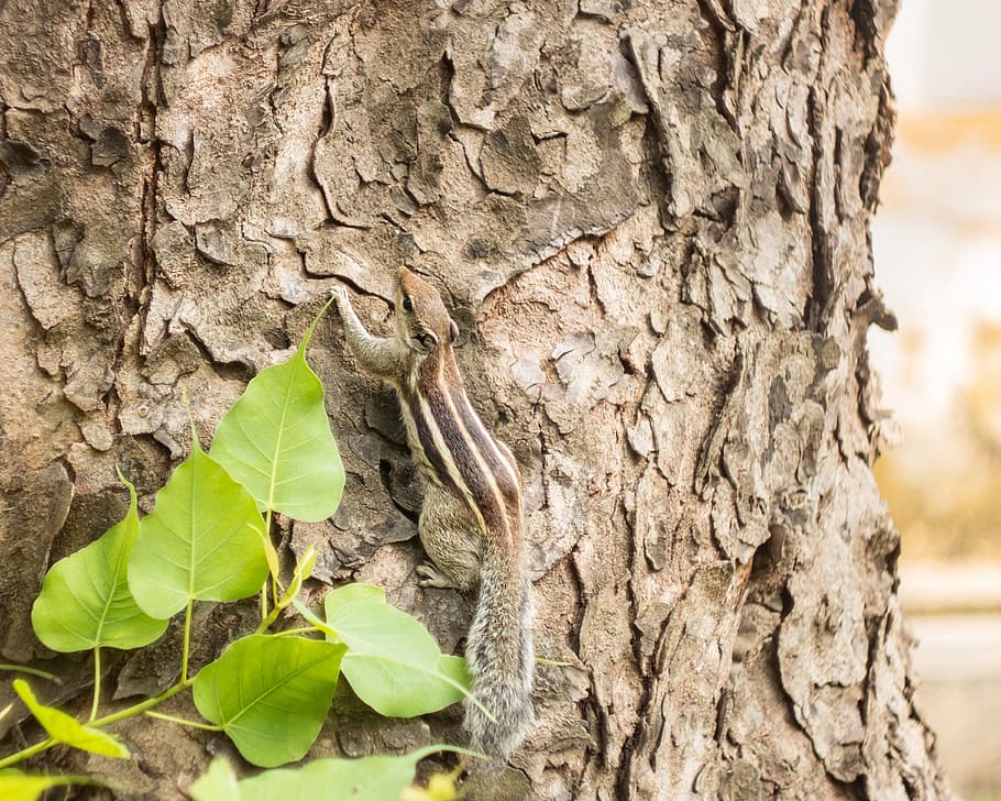 squirrel, nature, animal, forest, wildlife, natural, cute, brown HD wallpaper