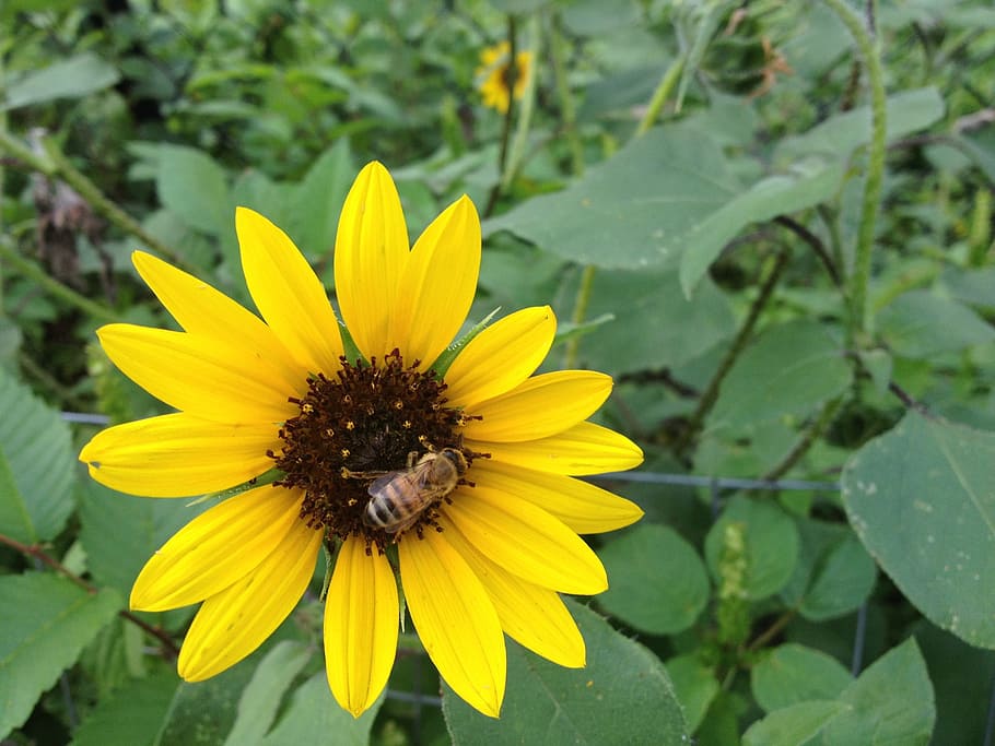 flower, insect, nature, flowering plant, invertebrate, animal wildlife HD wallpaper