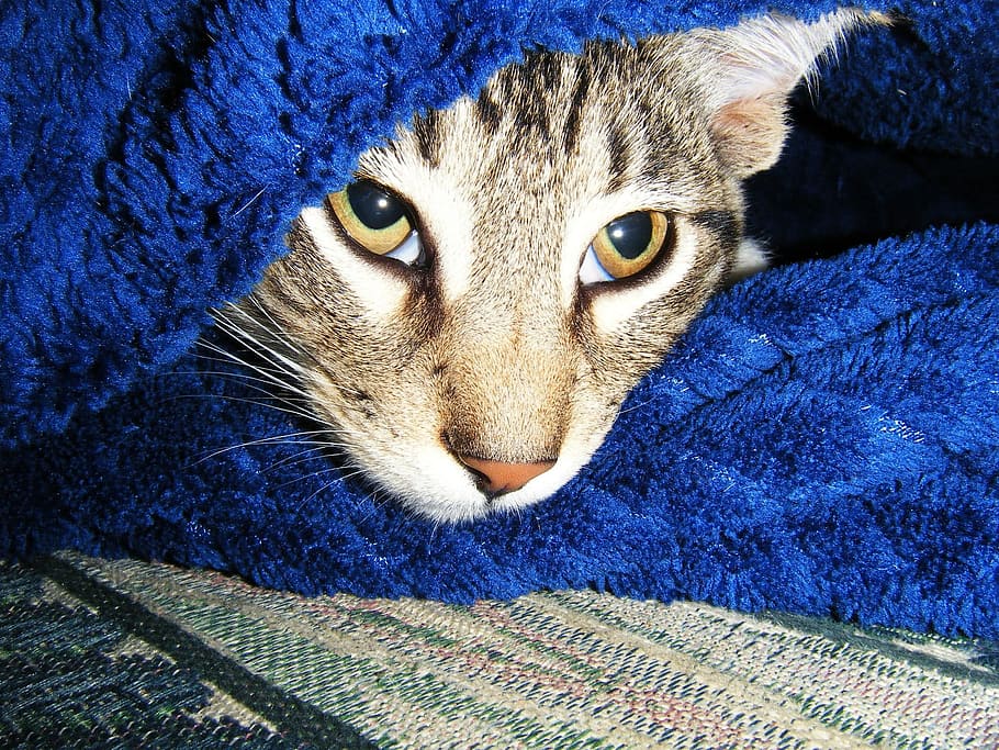 Cat, Hide, Manx, Blanket, Stripes, blue, eyes, domestic cat HD wallpaper