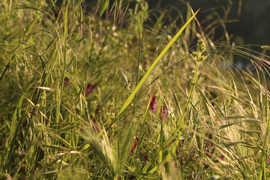 sun, green, botanik, plant, growth, green color, nature, beauty in nature HD wallpaper