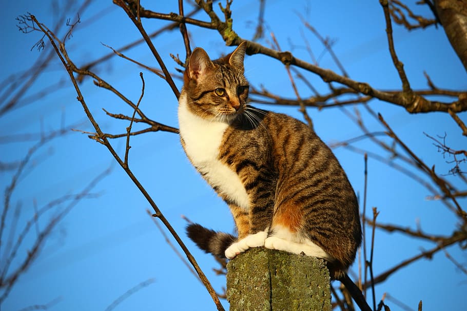 brown and white tabby cat standing on pole, kitten, mackerel HD wallpaper
