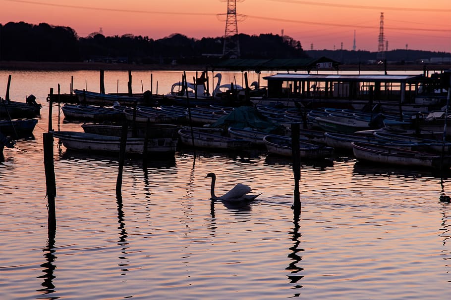 Marsh, Lake, Sunset, Landscape, evening view, swan, reflection HD wallpaper