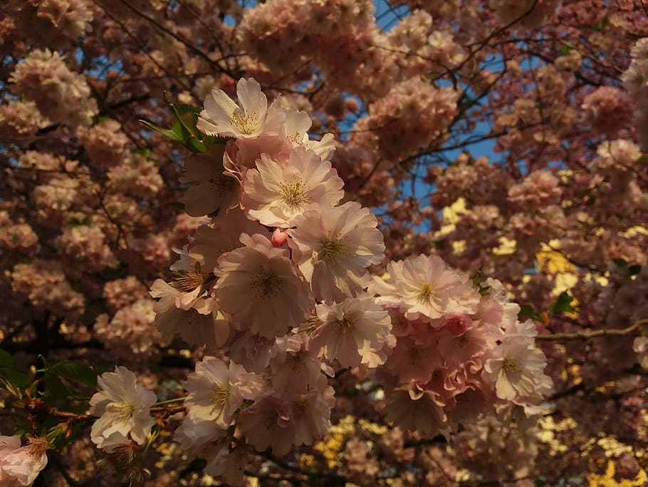 spring, tree, kvity, nature, landscape, flowering plant, fragility HD wallpaper