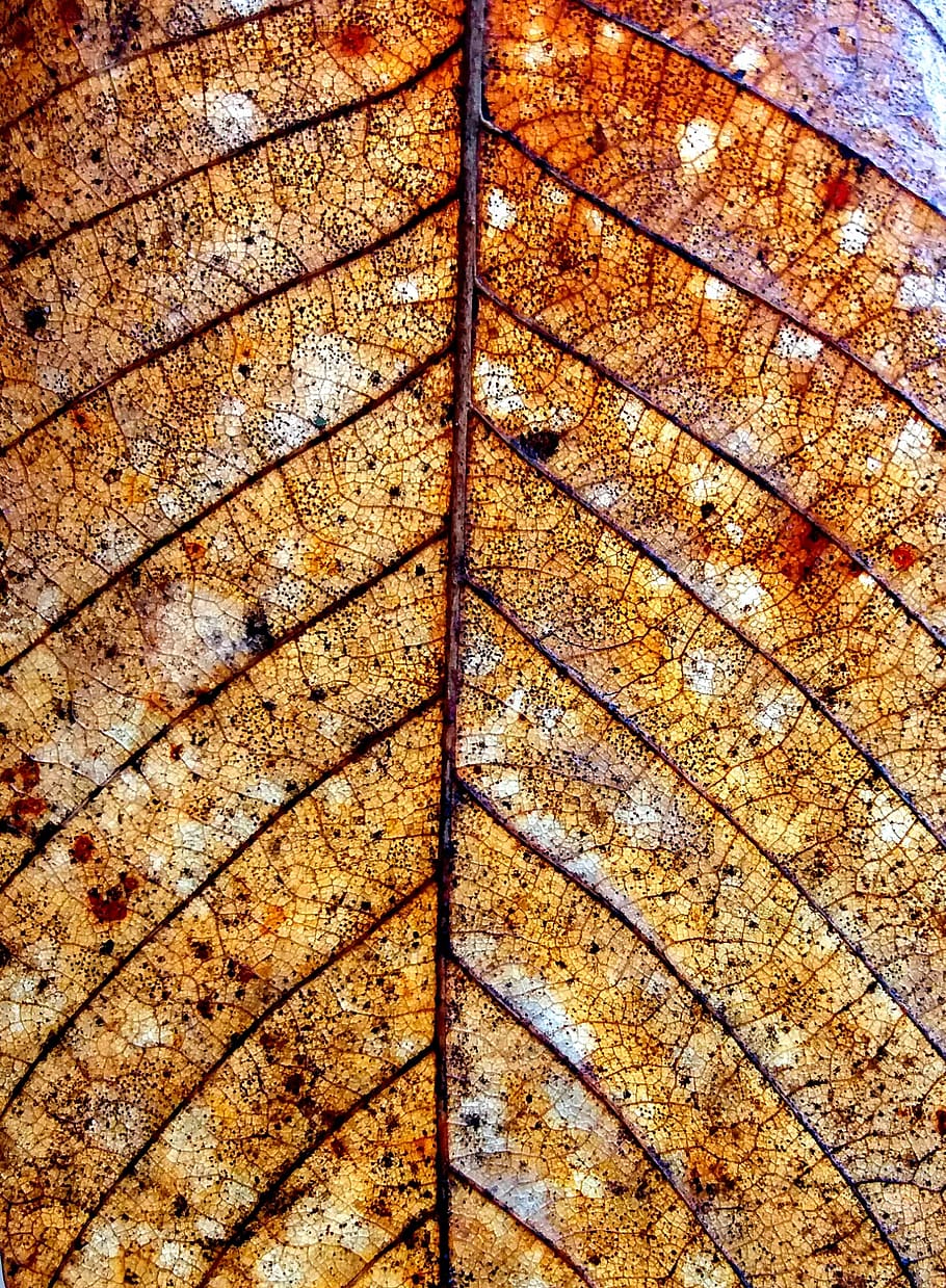 dry leaf, nature, autumn, full frame, pattern, backgrounds HD wallpaper
