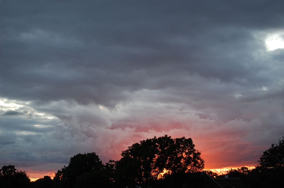 sunset, cloud, vein, cloud - sky, tree, plant, beauty in nature HD wallpaper