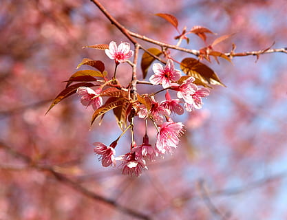 wood, landscape, nature, romantic, background, beautiful, bloom HD wallpaper