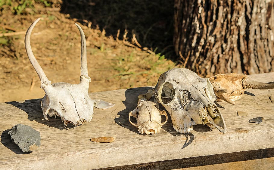 animal bone, stone tools, skulls, bones, flint, arrowhead, scrapers HD wallpaper