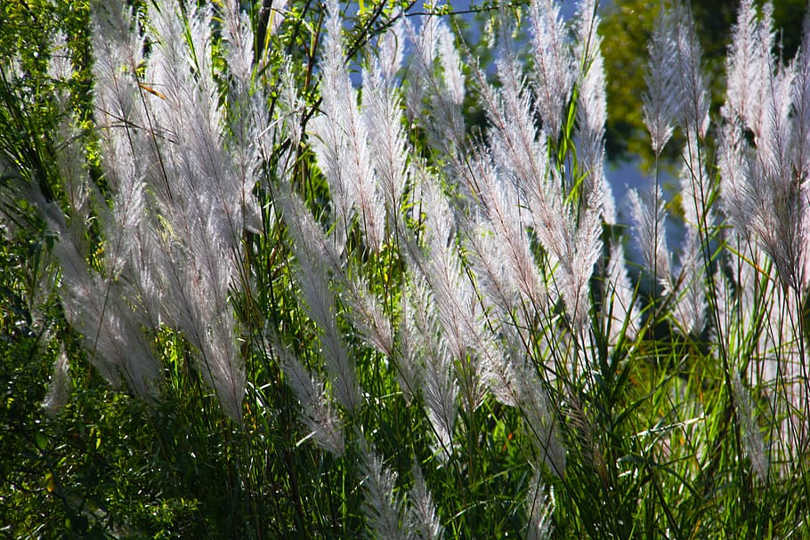 grasses, white, green, nature, field, spring, plant, summer HD wallpaper