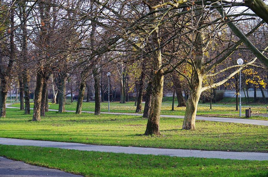park, autumn, trees, plant, grass, tranquility, nature, growth HD wallpaper
