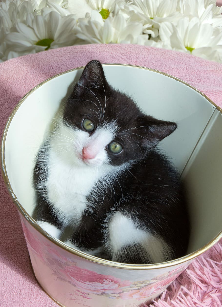 kitten, pets, animals, cat, cute, little, home, domestic cat HD wallpaper