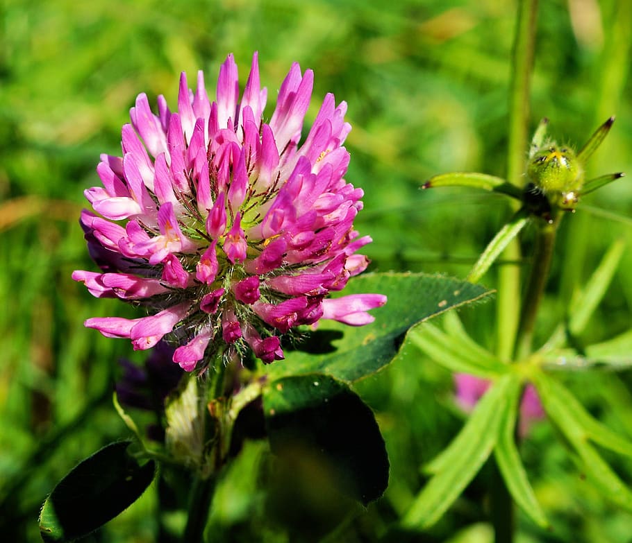 HD wallpaper: klee, blossom, bloom, close up, purple, trifolium, flower ...