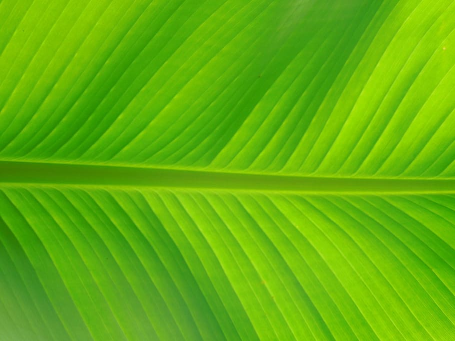 leaf, palm, nature, green, tree, green color, tropical climate HD wallpaper