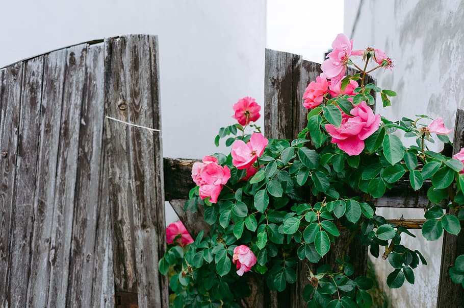 Roses and an old fence, nature, flower, wood - Material, house HD wallpaper