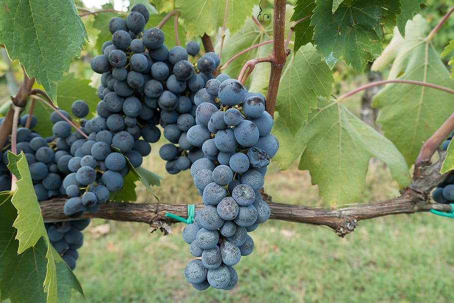 ripe grapes, winegrowing, vineyard, nature, autumn, agriculture HD wallpaper