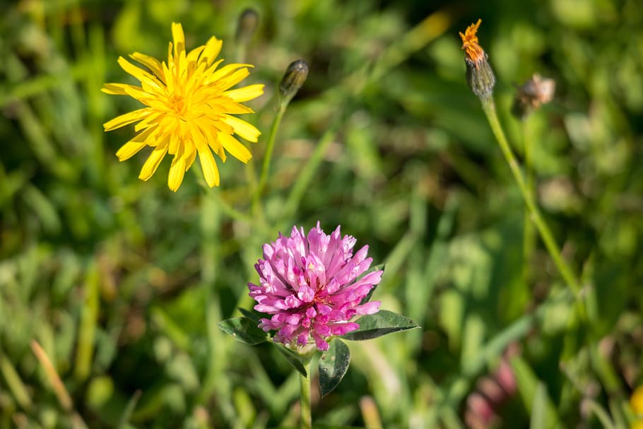 Hawksbeard, Klee, reported hawksbeard, red clover, blossom HD wallpaper
