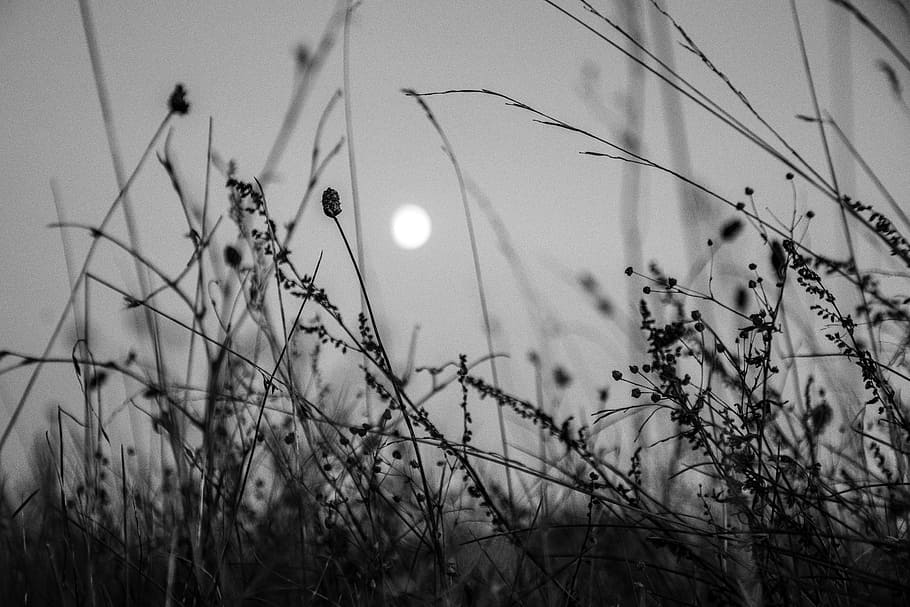 moon, flowers, nature, night, plant, sky, beauty in nature HD wallpaper