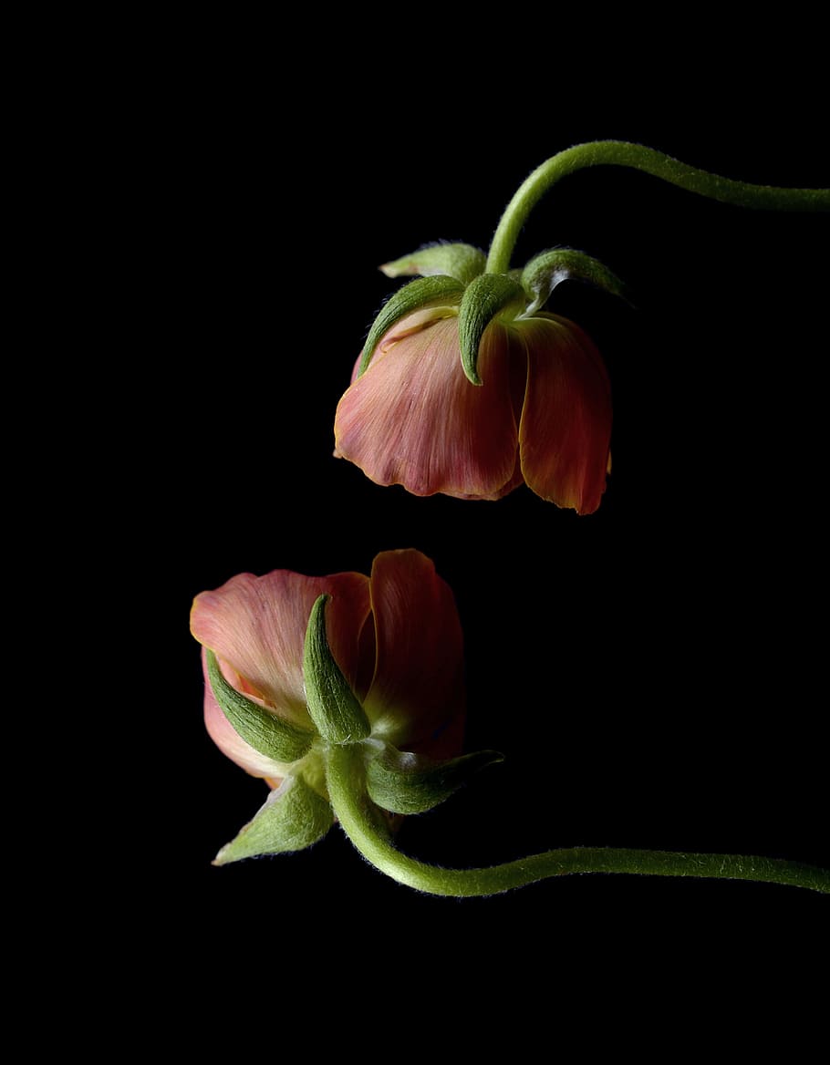 two pink petaled flowers, ranunculus, bright, spring, blossom HD wallpaper