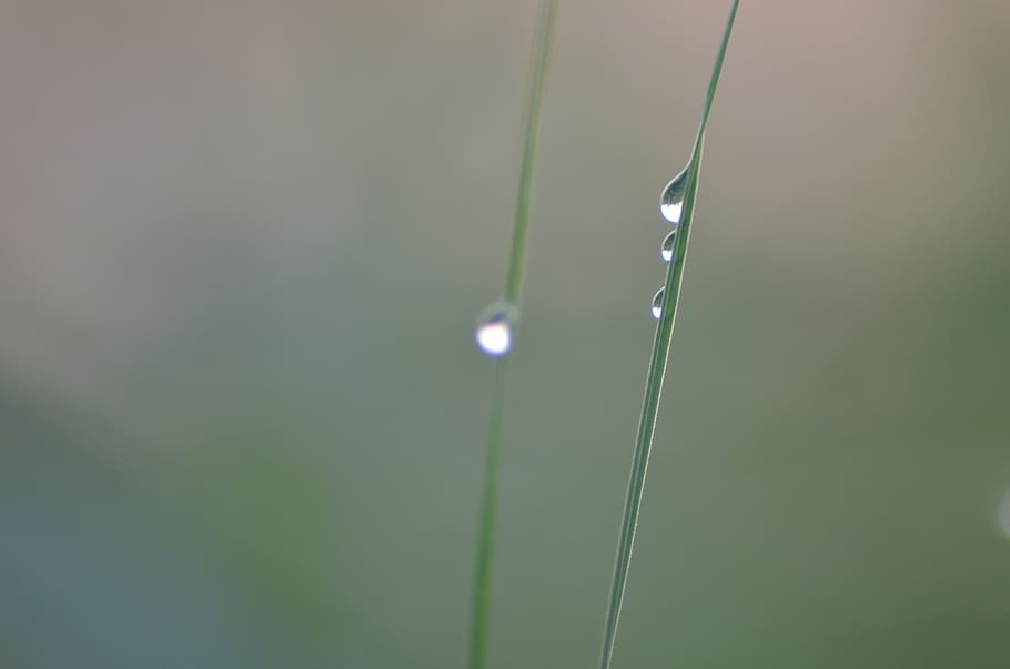 grass, rosa, blade, wet, a drop of, meadow, the fog, morning HD wallpaper